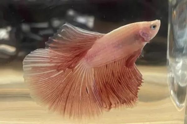 斗鱼身上有白色絮状物的原因，可能是患水霉病导致