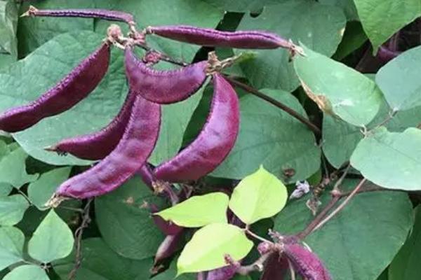 紫扁豆何时播种，春播时间多为4-6月份