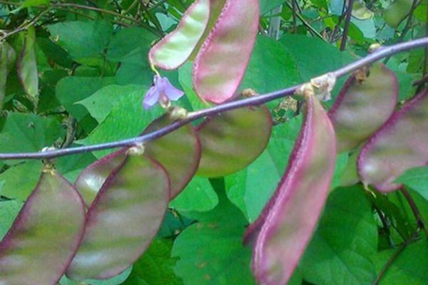 紫扁豆何时播种，春播时间多为4-6月份