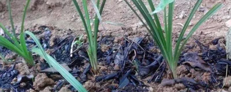 无公害蔬菜防虫方法