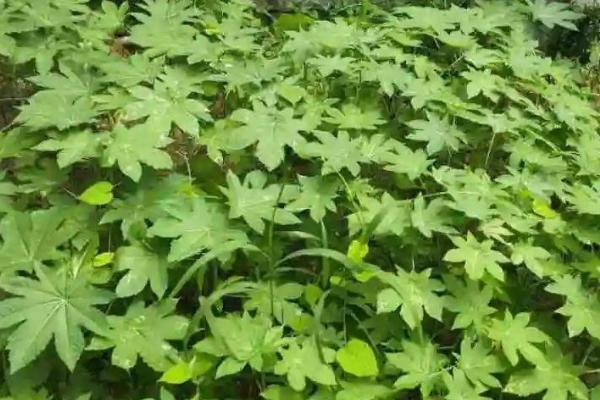 无公害蔬菜防虫方法，这三种方法需掌握