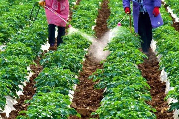 无公害蔬菜防虫方法，这三种方法需掌握
