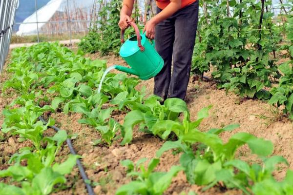 无公害蔬菜防虫方法，这三种方法需掌握