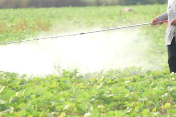 大豆需要施肥吗，种植前和生长期都需科学施肥