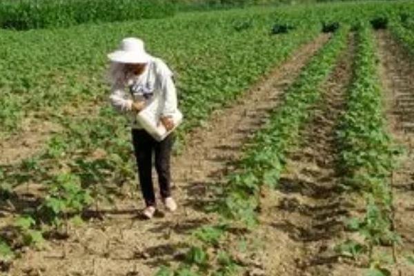 棉花苗期如何正确施肥，基肥强调精而适量
