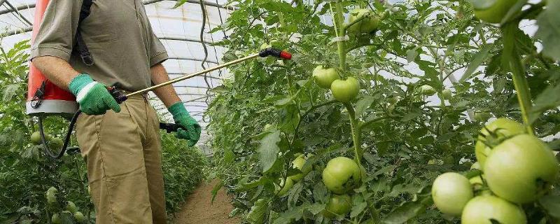 番茄受冻后为何要喷施叶面肥