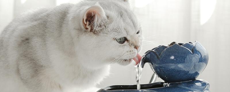 猫为何喜欢喝杯子里面的水