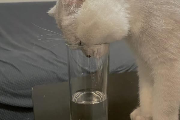 猫为何喜欢喝杯子里面的水，可能是感到好奇或者想喝温水