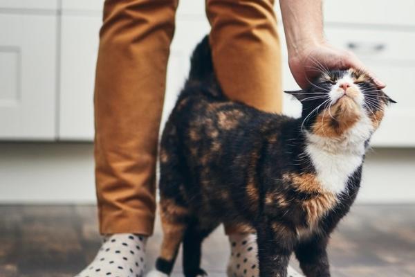 猫为何喜欢喝杯子里面的水，可能是感到好奇或者想喝温水
