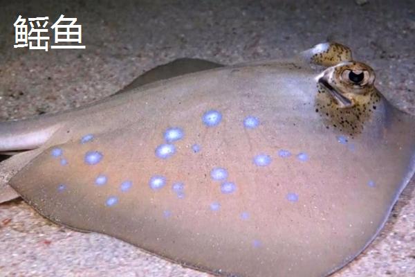 鳐鱼和魔鬼鱼的区别，鳐鱼属于鳐形目、魔鬼鱼属于燕魟目