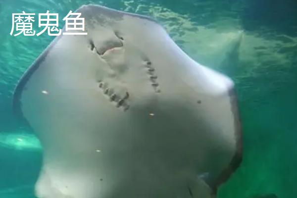 鳐鱼和魔鬼鱼的区别，鳐鱼属于鳐形目、魔鬼鱼属于燕魟目