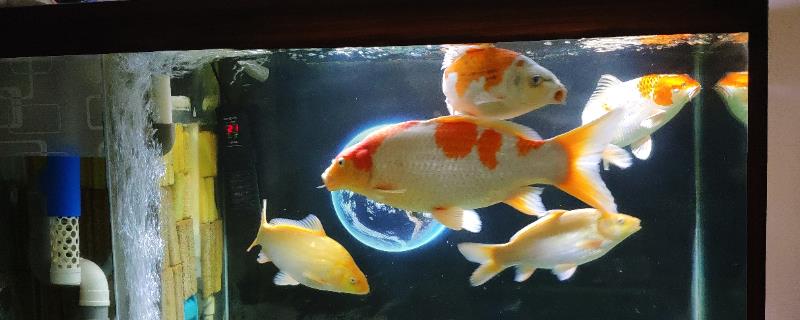 锦鲤可以活多久