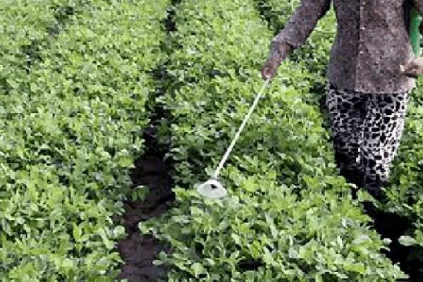 花生施肥方法，结荚期主施钾肥、成熟期喷施氮肥