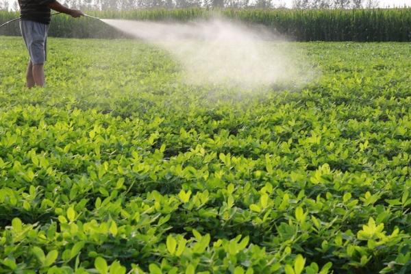 花生施肥方法，结荚期主施钾肥、成熟期喷施氮肥