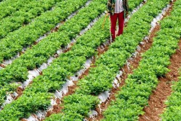 花生施肥方法，结荚期主施钾肥、成熟期喷施氮肥