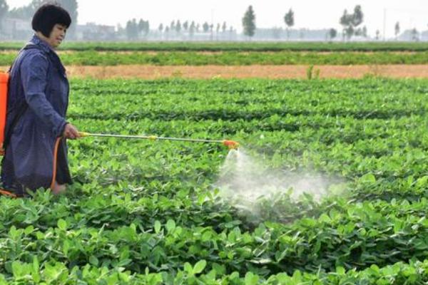 花生施肥方法，结荚期主施钾肥、成熟期喷施氮肥