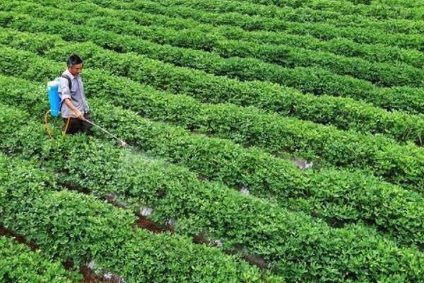 花生施肥方法，结荚期主施钾肥、成熟期喷施氮肥