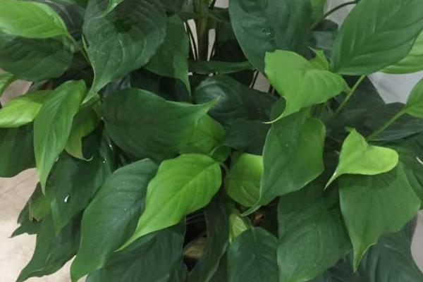 怎么养殖广东万年青，春秋季节需每隔3-4周追施1次饼肥水