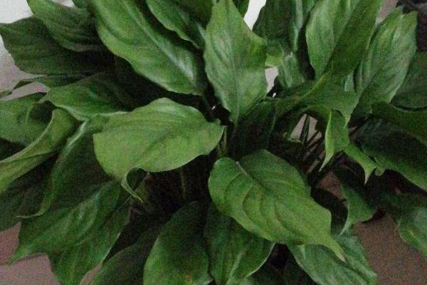 怎么养殖广东万年青，春秋季节需每隔3-4周追施1次饼肥水