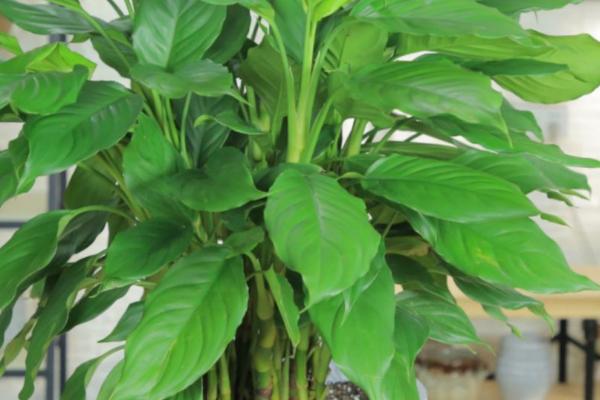 怎么养殖广东万年青，春秋季节需每隔3-4周追施1次饼肥水