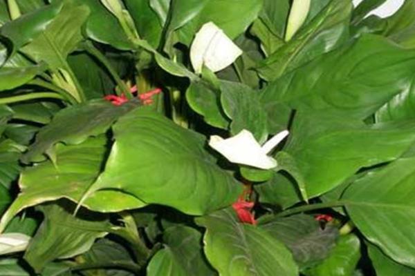 怎么养殖广东万年青，春秋季节需每隔3-4周追施1次饼肥水