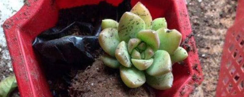 多肉植物枯萎病介绍