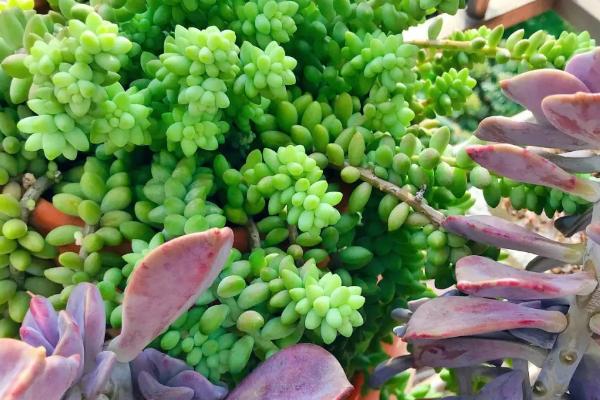 多肉植物枯萎病介绍，由尖孢镰刀菌所引发