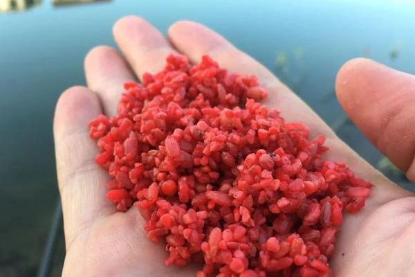 酒米打窝效果怎么样，适用的范围十分广泛