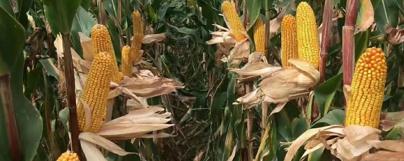 吉单27玉米种的特征特性