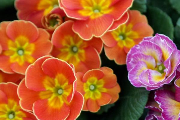 四季报春花的花期如何调控，8月播种春节开放