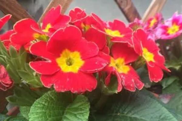 四季报春花的花期如何调控，8月播种春节开放
