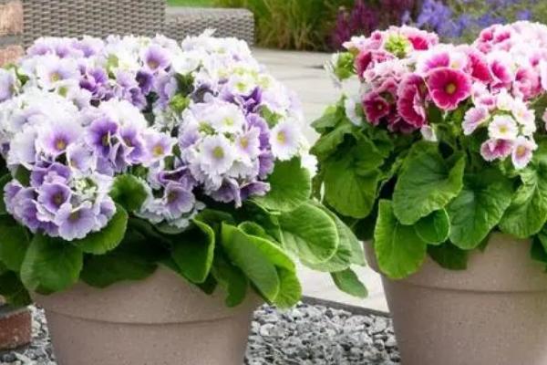 四季报春花的花期如何调控，8月播种春节开放