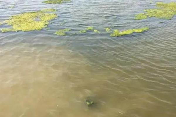 池塘用什么药改底效果比较好，可使用速净剂、沸石粉等水质净化剂
