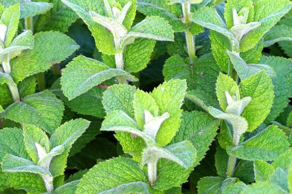 怎么种植美国大花薄荷，夏季要做好遮阴措施