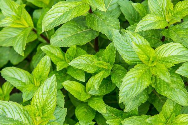 怎么种植美国大花薄荷，夏季要做好遮阴措施