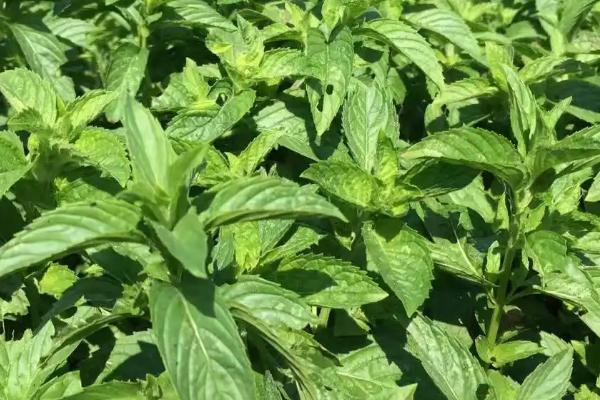 怎么种植美国大花薄荷，夏季要做好遮阴措施