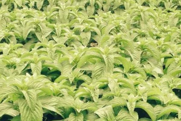 怎么种植美国大花薄荷，夏季要做好遮阴措施