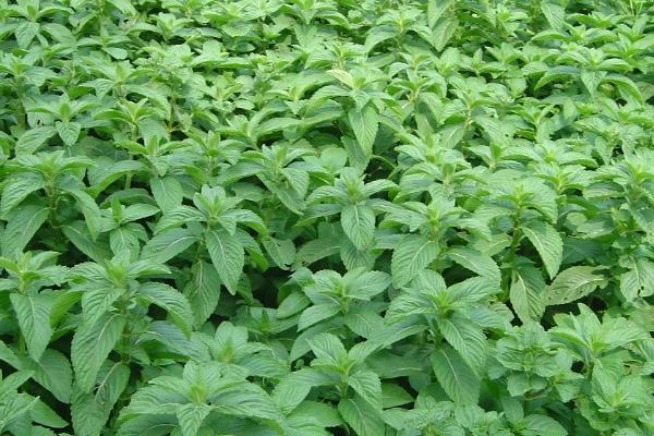 怎么种植美国大花薄荷，夏季要做好遮阴措施