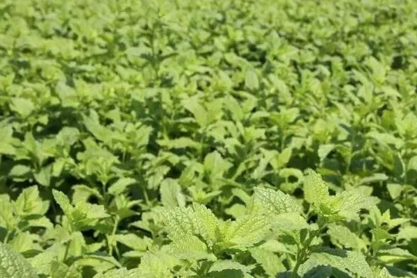 怎么种植美国大花薄荷，夏季要做好遮阴措施