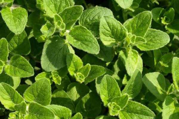 怎么种植美国大花薄荷，夏季要做好遮阴措施