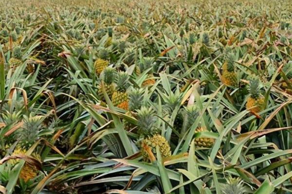 怎么防治菠萝黑腐病，晴天可摘除冠芽、并涂抹多菌灵溶液
