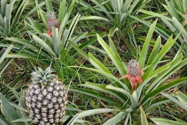 怎么防治菠萝黑腐病，晴天可摘除冠芽、并涂抹多菌灵溶液