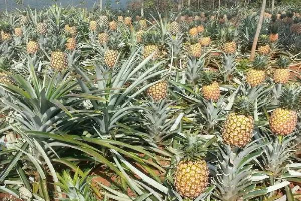 怎么防治菠萝黑腐病，晴天可摘除冠芽、并涂抹多菌灵溶液