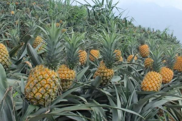 怎么防治菠萝黑腐病，晴天可摘除冠芽、并涂抹多菌灵溶液