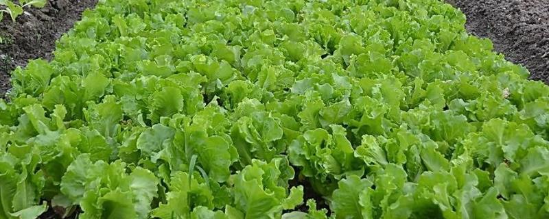 露地生菜的种植时间
