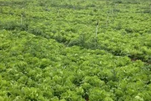 露地生菜的种植时间，分为春播和秋播