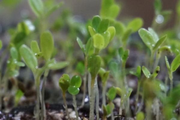 露地生菜的种植时间，分为春播和秋播