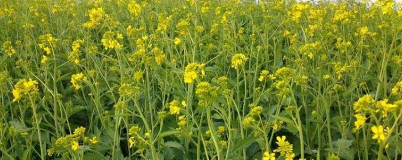 怎么避免油菜提前抽薹开花