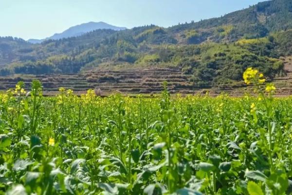 怎么避免油菜提前抽薹开花，需适时播种、满足油菜兑水肥的需求