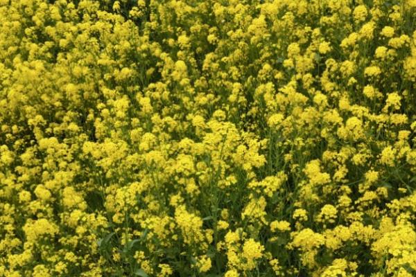 怎么避免油菜提前抽薹开花，需适时播种、满足油菜兑水肥的需求